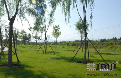 園林綠化工程施工與苗木種植全流程解析